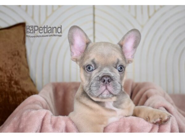 French Bulldog-Dog-Male-Lilac Fawn-772-Petland Independence, Missouri