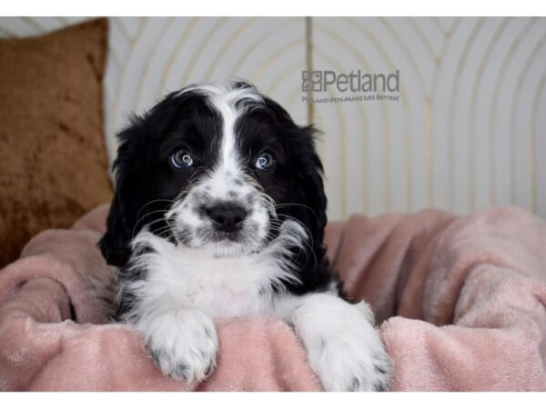 Cavapoo-Dog-Female-Black & White-769-Petland Independence & Lee's Summit, MO