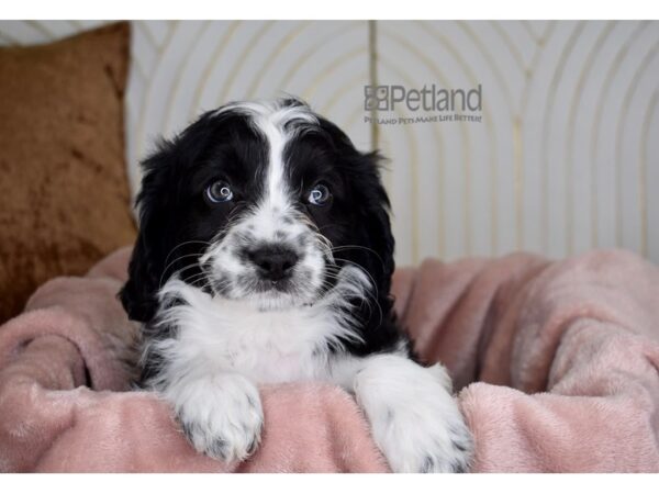 Cavapoo Dog Female Black & White 769 Petland Independence, Missouri