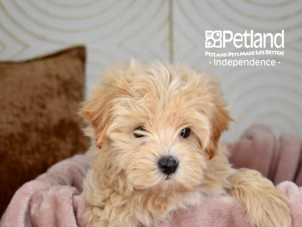 Malti Poo-Dog-Male-Cream-5652-Petland Independence, Missouri