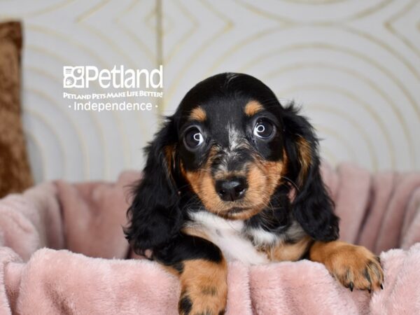 Dachshund-Dog-Female--5659-Petland Independence, Missouri