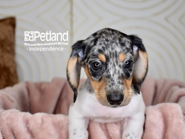 Dachshund-Dog-Male-Black & Tan Dapple Piebald Shorthair-5657-Petland Independence, Missouri