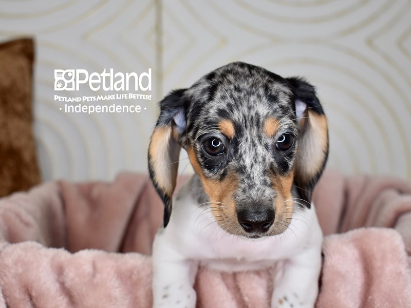 Dachshund Small Animal Black & Tan Dapple Piebald Shorthair ID