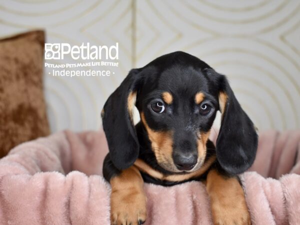 Dachshund Dog Male Black & Tan Shorthair 5653 Petland Independence, Missouri