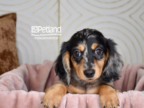 Dachshund Dog Male Black & Tan Dapple Longhair 5655 Petland Independence, Missouri