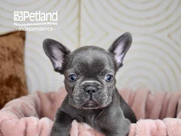 French Bulldog Dog Female Blue 5662 Petland Independence, Missouri