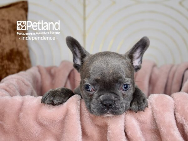 French Bulldog Dog Male Blue Brindle 5661 Petland Independence, Missouri