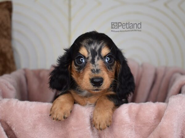 Dachshund Dog Male Black & Tan Dapple Tan Points Longhair 775 Petland Independence, Missouri