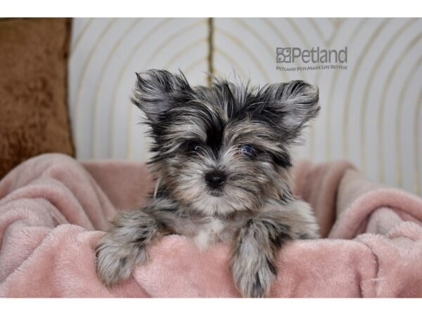 Morkie Dog Male Blue Merle 783 Petland Independence, Missouri