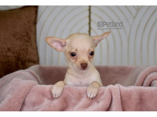 Chihuahua Dog Female Cream 779 Petland Independence, Missouri