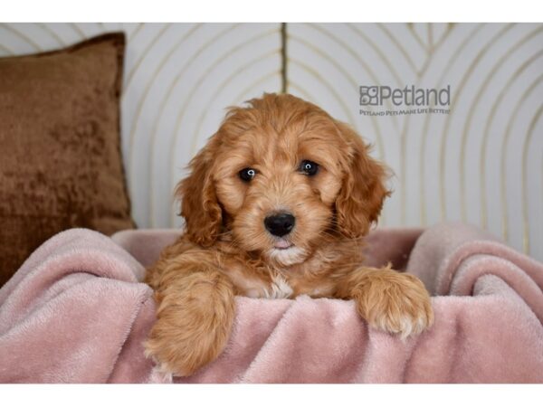 Miniature Goldendoodle 2nd Gen Dog Female Red 781 Petland Independence, Missouri