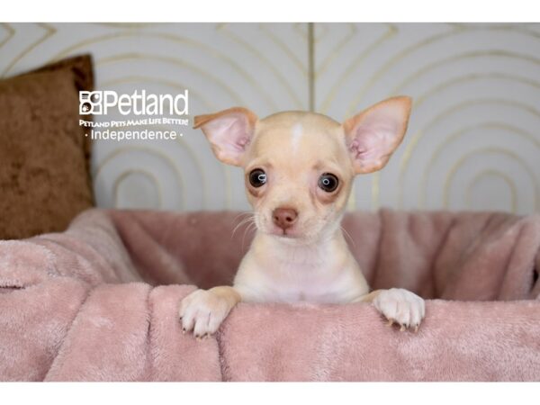 Chihuahua Dog Male Cream Shorthair 5666 Petland Independence, Missouri