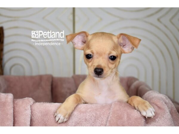 Chihuahua-Dog-Male-Cream Shorthair-5667-Petland Independence, Missouri