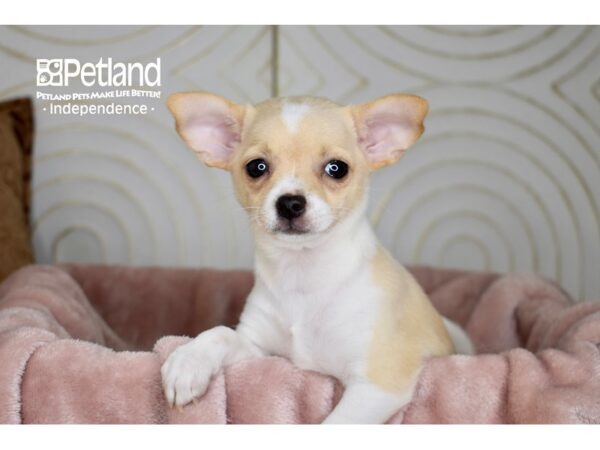 Chihuahua-Dog-Female-Cream White Markings-5668-Petland Independence, Missouri