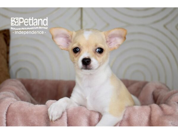 Chihuahua Dog Female Cream White Markings 5668 Petland Independence, Missouri