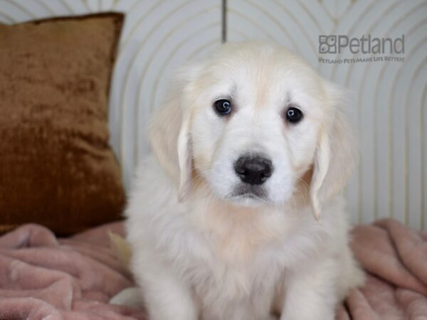 Golden Retriever Dog Male Light Golden 785 Petland Independence, Missouri