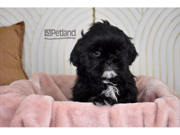 Shih Tzu Dog Female black 797 Petland Independence, Missouri