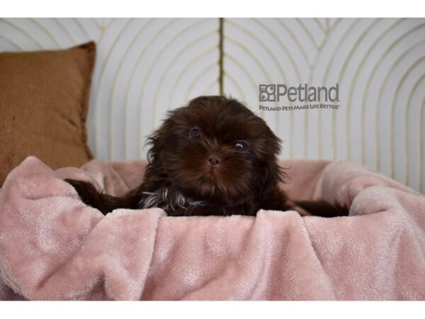 Shih Tzu Dog Male chocolate 796 Petland Independence, Missouri