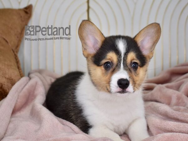 Pembroke Welsh Corgi Dog Female Black Tri 700 Petland Independence, Missouri