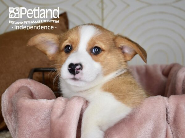 Pembroke Welsh Corgi-Dog-Male-Sable-5585-Petland Independence & Lee's Summit, MO