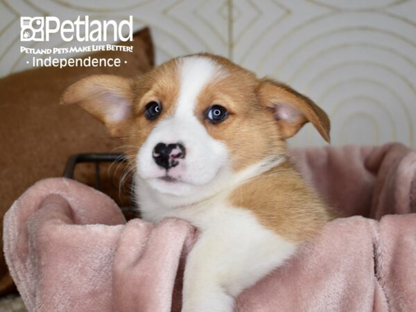 Pembroke Welsh Corgi Dog Male Sable 5585 Petland Independence, Missouri