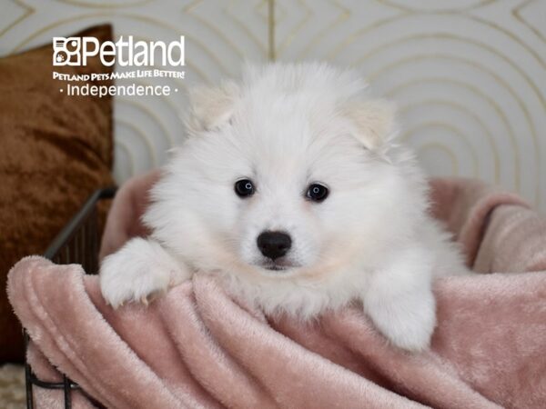 American Eskimo-Dog-Female-White-5601-Petland Independence & Lee's Summit, MO