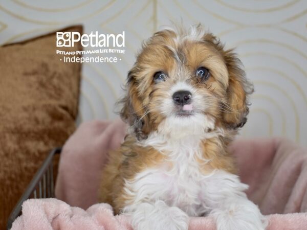 Cockapoo Dog Male Sable & White 5595 Petland Independence, Missouri