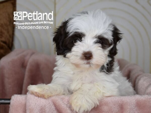 Havapoo-Dog-Female-Chocolate & White-5596-Petland Independence & Lee's Summit, MO