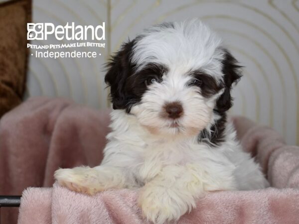 Havapoo-Dog-Female-Chocolate & White-5596-Petland Independence, Missouri