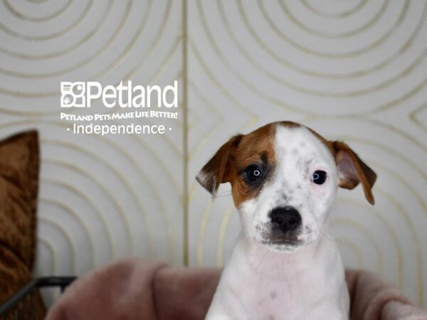 Jack Russell Terrier Dog Male White Tan Markings 5609 Petland Independence, Missouri