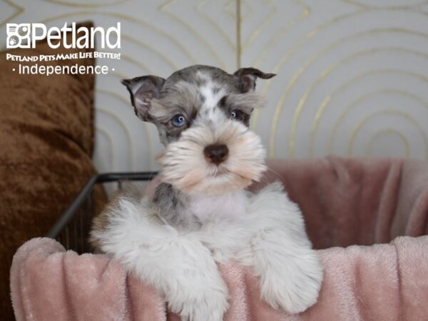 Miniature Schnauzer Dog Male Chocolate Merle White Markings 5604 Petland Independence, Missouri