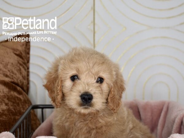 Miniature Goldendoodle Dog Male Golden 5605 Petland Independence, Missouri