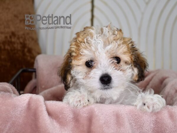 Bichon-Poo-Dog-Male-Apricot Parti-711-Petland Independence, Missouri