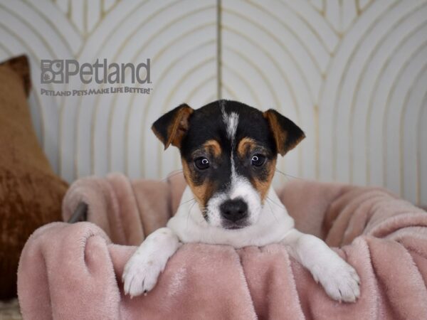 Jack Russell Terrier Dog Female White Black Markings Tan Points 726 Petland Independence, Missouri