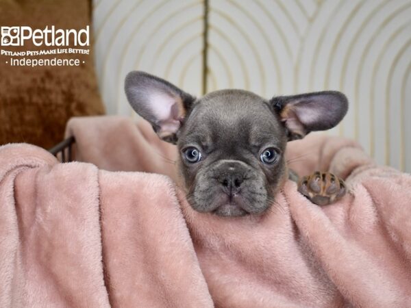 French Bulldog Dog Female Blue & Tan 5614 Petland Independence, Missouri