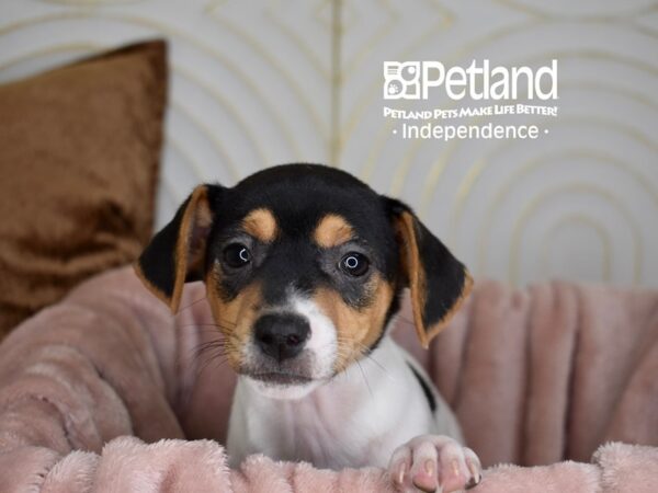 Jack Russell Terrier-Dog-Female-White Black Markings Tan Point-5618-Petland Independence, Missouri