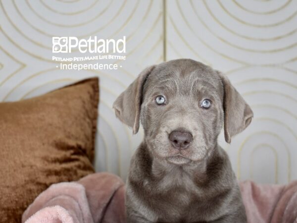 Labrador Retriever Dog Male Silver 5628 Petland Independence, Missouri