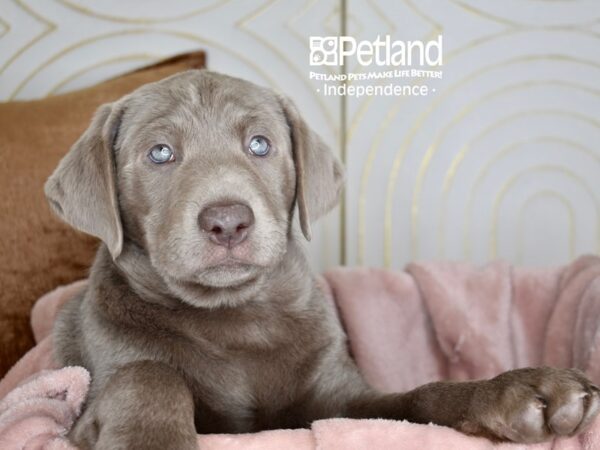 Labrador Retriever Dog Male Silver 5626 Petland Independence, Missouri