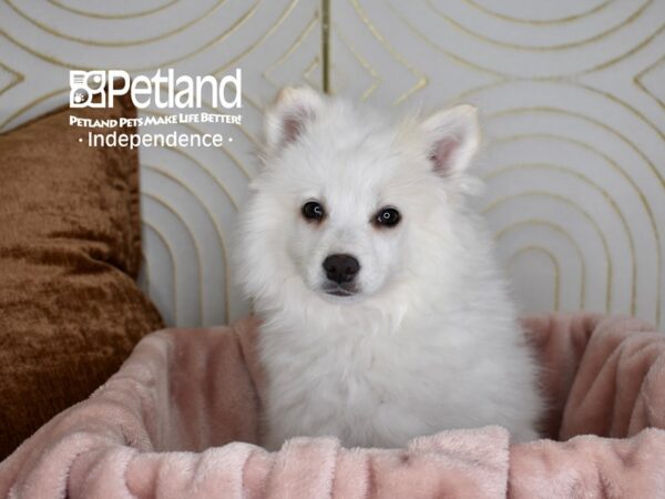 American Eskimo Dog Female White 5632 Petland Independence, Missouri