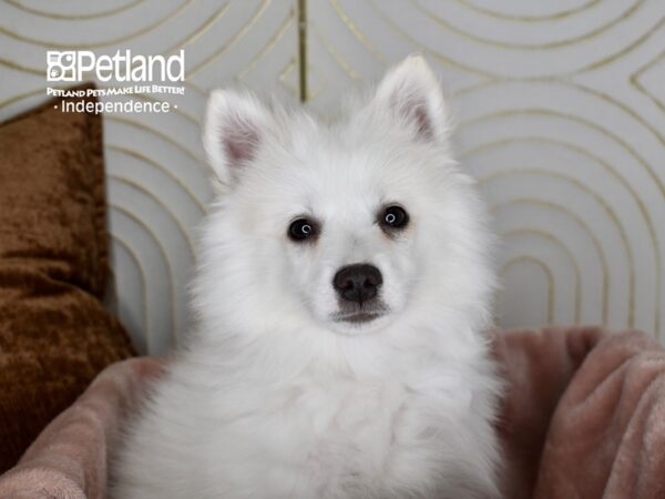 American Eskimo-Dog-Female-White-5631-Petland Independence, Missouri