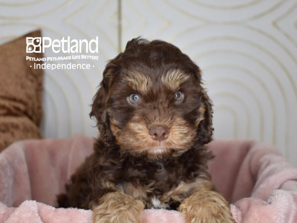 Cockapoo 2nd Generation-Dog-Male-Chocolate & Tan-5637-Petland Independence & Lee's Summit, MO