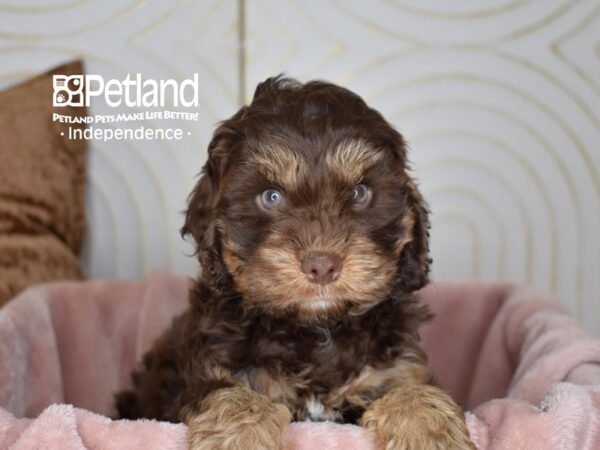 Cockapoo 2nd Generation Dog Male Chocolate & Tan 5637 Petland Independence, Missouri