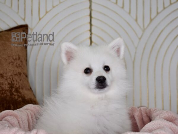 American Eskimo-Dog-Male-White-749-Petland Independence & Lee's Summit, MO