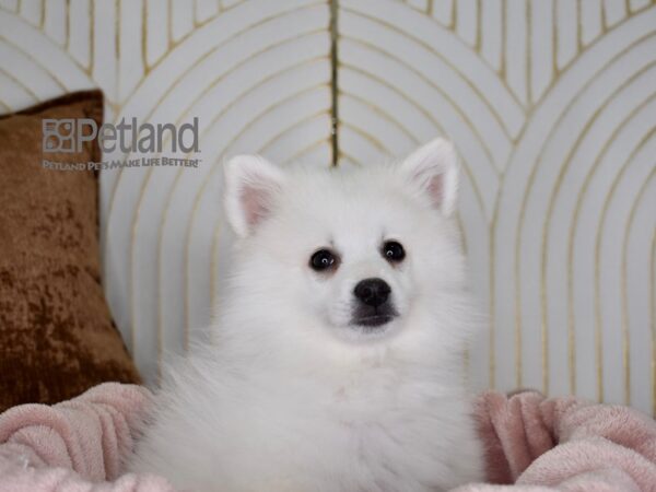 American Eskimo Dog Male White 749 Petland Independence, Missouri