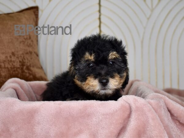 Miniature Bernedoodle 2nd Gen-Dog-Female-Black & Rust-746-Petland Independence, Missouri