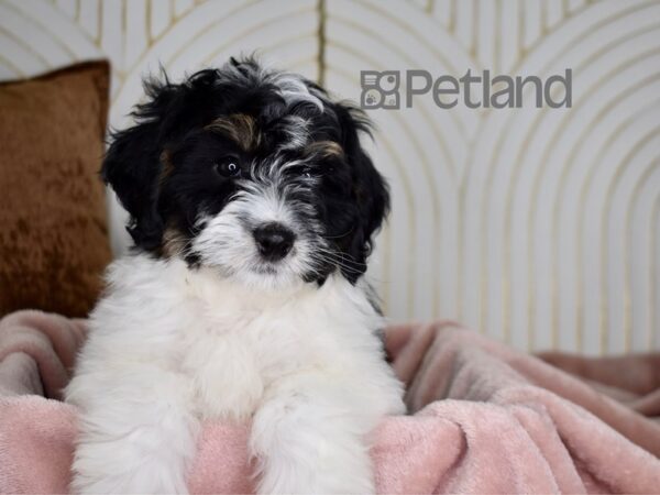 Miniature Bernedoodle 2nd Gen-Dog-Female-Black Parti Tan Points-745-Petland Independence, Missouri