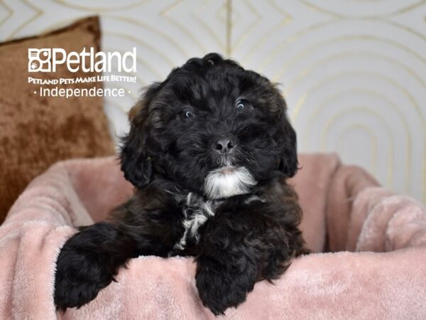 Shih Poo-Dog-Male-Black White Markings-825-Petland Independence & Lee's Summit, MO