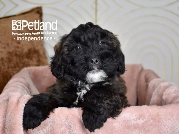 Shih Poo Dog Male Black White Markings 825 Petland Independence, Missouri