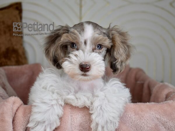 Schnoodle-Dog-Male-Chocolate Merle Parti-766-Petland Independence, Missouri