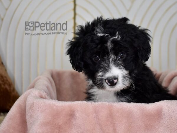 Miniature Aussiedoodle Dog Female Black & White Markings 764 Petland Independence, Missouri